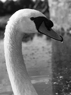 Images Dated 17th June 2011: Cob Swan Head