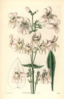 Pentstemon Prints: Cobaea-flowered penstemon, Penstemon cobaea