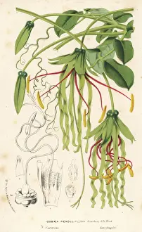 Climber Prints: Cobaea penduliflora