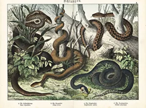 Herpetology Prints: Cobra, adder, grass snake and false coralsnake