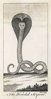 C18th Prints: Cobra Engraving C18Th