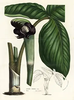 Cobra Prints: Cobra lily, Arisaema ringens