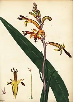 Cobra lily, Chasmanthe aethiopica