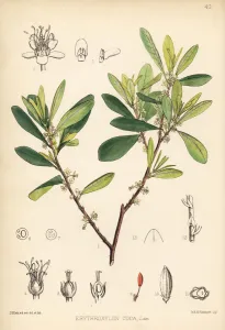 Blair Prints: Coca or cochuco, Erythroxylum coca