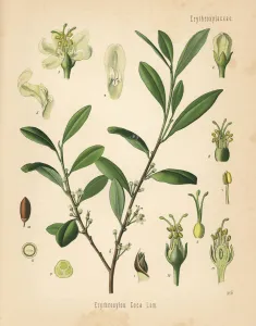 Adolph Gallery: Coca tree, Erythroxylum coca