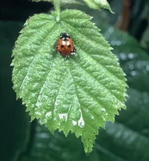 Coccinella 7-punctata, ladybird