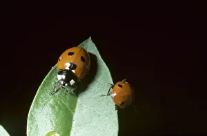 Coccinella 7-punctata, ladybird