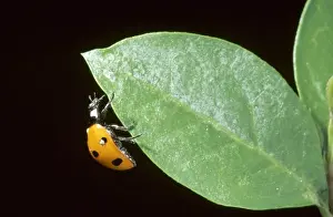 Coccinella 7-punctata, ladybird