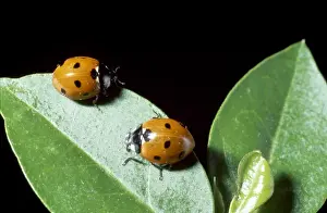 Ladybird Prints: Coccinella 7-punctata, ladybirds