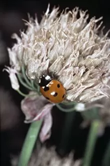 Amaryllidaceae Gallery: Coccinella 7-punctata, seven spot ladybird