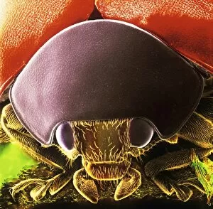 Electron Micrograph Gallery: Coccinella sp. black spotted ladybird