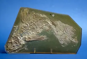Coelacanthiformes Prints: Coccoderma suevicum, fossil coelacanth