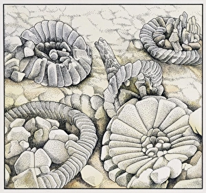 Micro Photography Gallery: Coccoliths magnified a thousand times