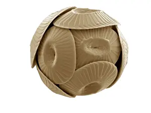 Coccolithus pelagicus