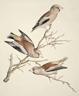 Coccothraustes coccothraustes, hawfinch