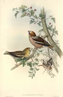 Fringillidae Collection: Coccothraustes coccothraustes, hawfinch