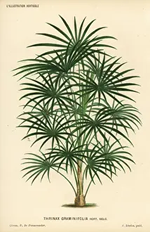 Coccothrinax argentea palm tree