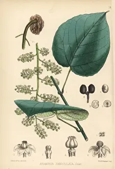 Cocculus indicus fruit, Anamirta cocculus