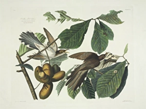 Annonaceae Gallery: Coccyzus americanus, yellow-billed cuckoo