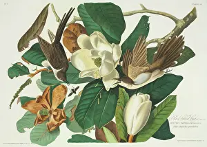 Cuckoo Prints: Coccyzus erythropthalmus, black-billed cuckoo