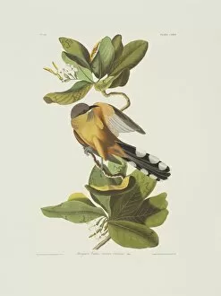 Mangrove Collection: Coccyzus minor, mangrove cuckoo