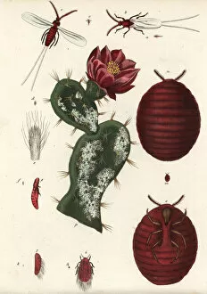 Beetle Gallery: Cochineal beetle, Dactylopius coccus, on a