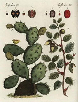 Quercus Gallery: Cochineal cactus and Kermes oak