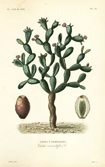Oudet Gallery: Cochineal cactus, Nopalea cochenillifera