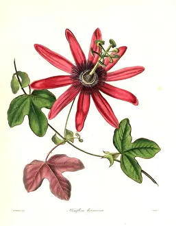Passiflora Prints: Cochineal-coloured passionflower, Passiflora kermesina
