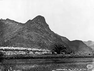Cochineal Plantation, Tenerife 1873