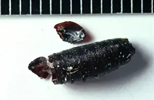 Diptera Prints: Cochliomyia hominivorax, new world screwworm puparium