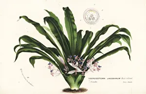 Cochliostema odoratissimum