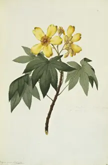 Cochlospermum gillivraei, kapok tree