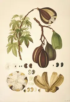 Cochlospermum gillivraei, kapok tree
