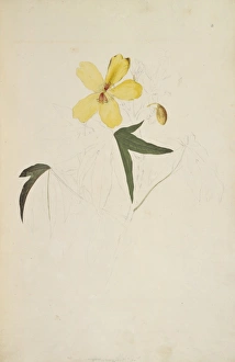 Malvales Collection: Cochlospermum gillivraei, kapok tree