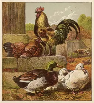 Cock and Ducks