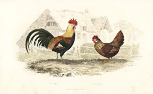Fournier Prints: Cock and hen, Phasianus gallus