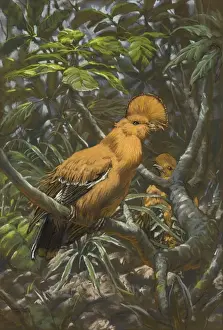Cock-of-the-rock on a jungle perch