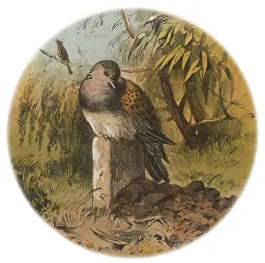 Cock Robin Nursery Rhymes Unfortunate Death Thrush