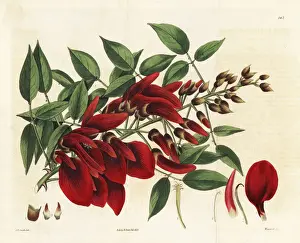 Dalton Prints: Cock s-comb or cockspur coral tree, Erythrina crista-galli
