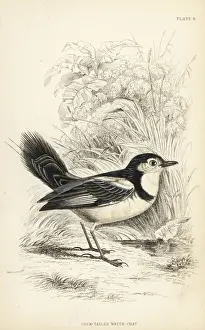 Cock-tailed tyrant, Alectrurus tricolor. Vulnerable