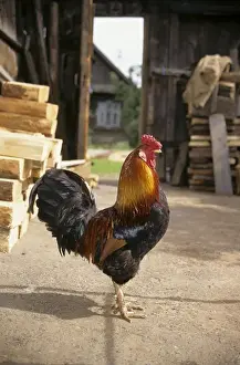 Farmyard Prints: Cock in a village yard, typical colouring