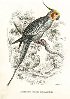 Bildersaal Prints: Cockatiel, Nymphicus hollandicus