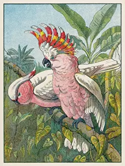 COCKATOO (1910)