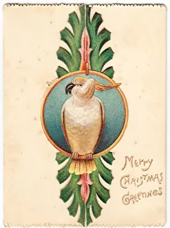 Cockatoos Prints: Cockatoo on a Christmas card