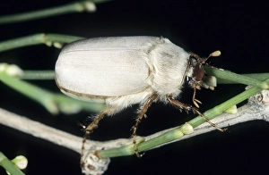 Relative Gallery: Cockchafer Beetle (close relative of May bug)