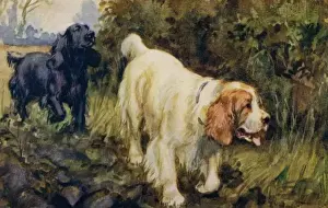Spaniels Prints: Cocker and Clumber spaniels
