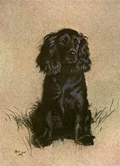 Images Dated 30th July 2015: Cocker Spaniel