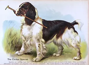Cocker Prints: Cocker Spaniel (Anon)