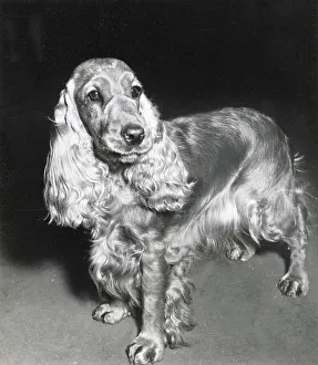 Spaniels Prints: Cocker spaniel dog Date: 1950s